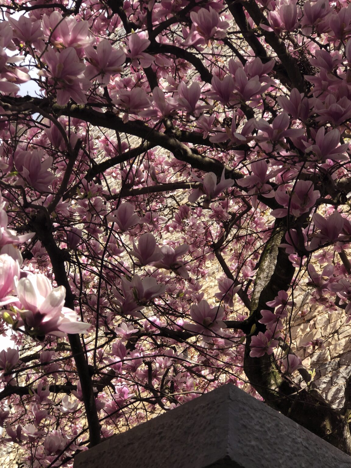 image pour mon portfolio