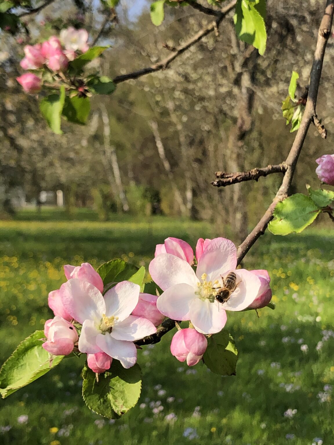 image pour mon portfolio